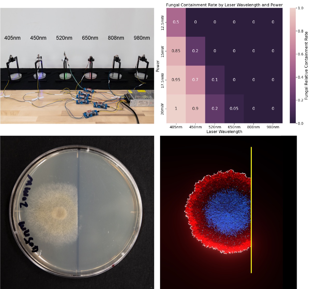Comparison of laser wavelengths and power levels on Mucor photoinhibition