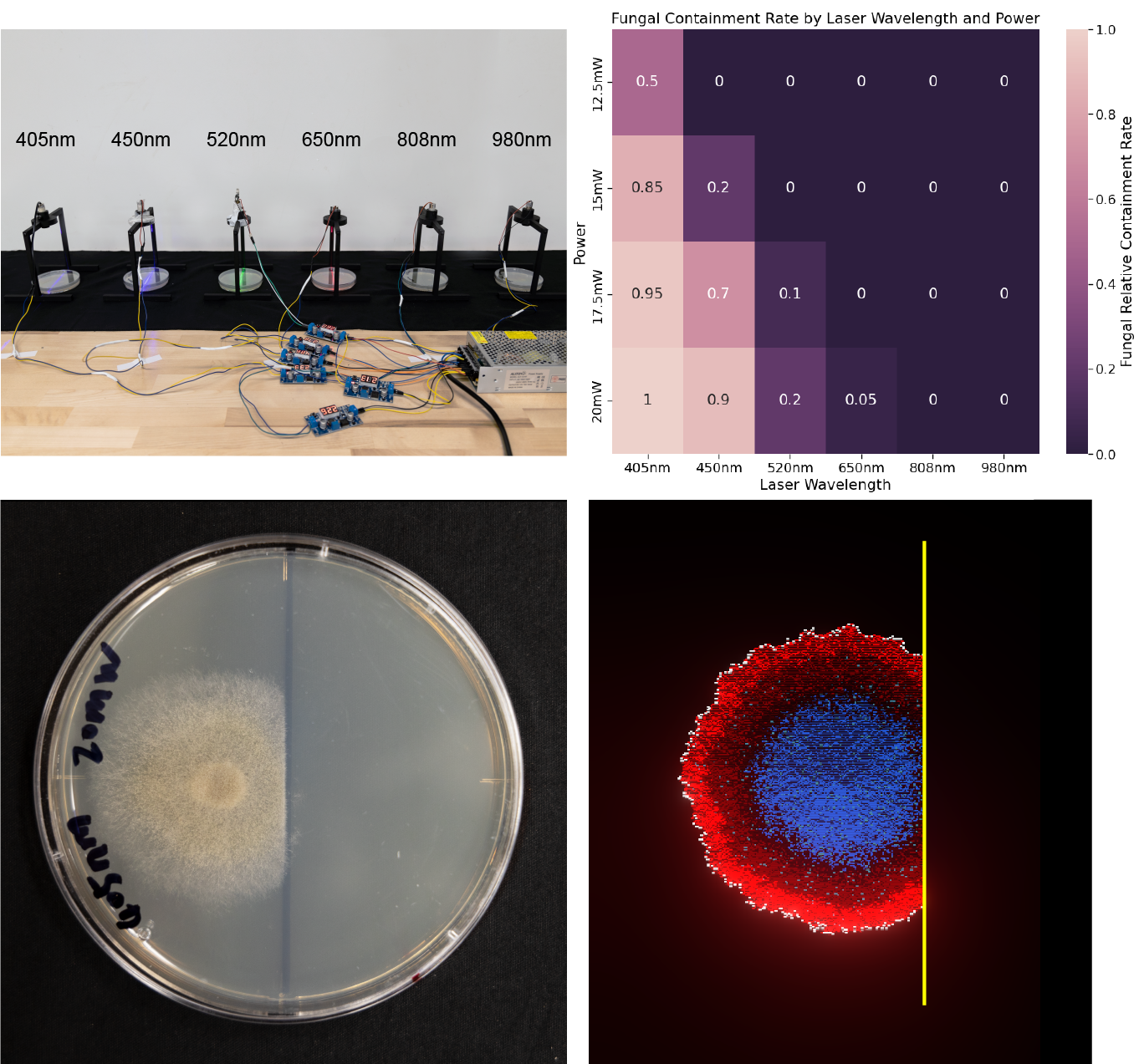 Comparison of laser wavelengths and power levels on Mucor photoinhibition