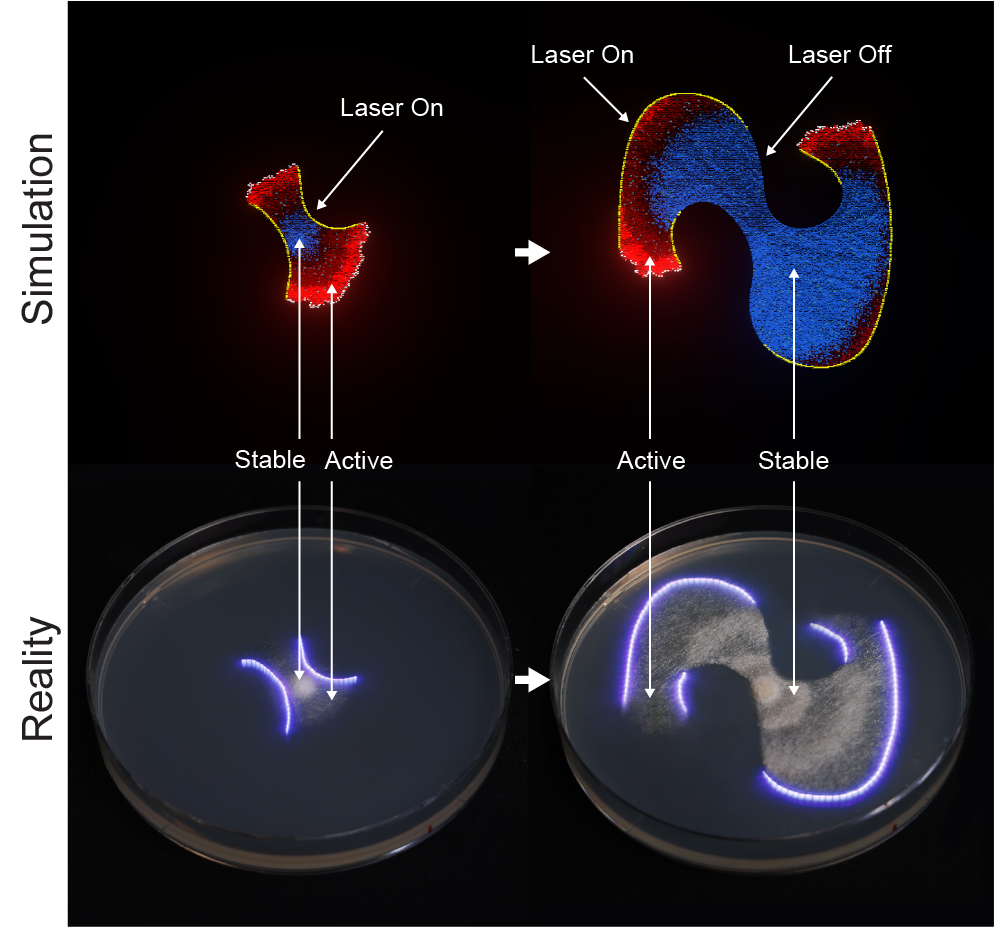 Dynamic laser light boundary guiding real Mucor fungal growth into a designed target shape