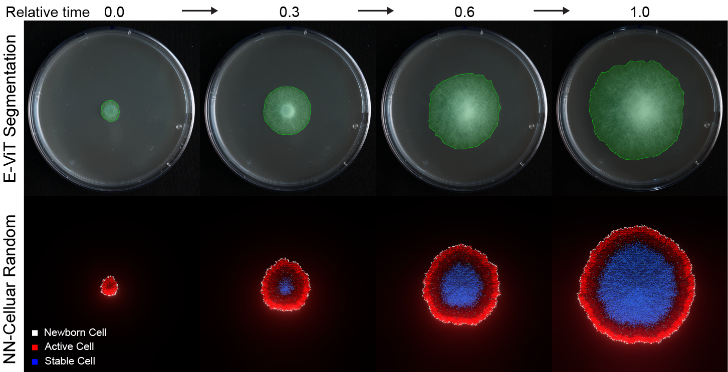 Temporal segmentation frames tracking fungal spread across time-lapse images