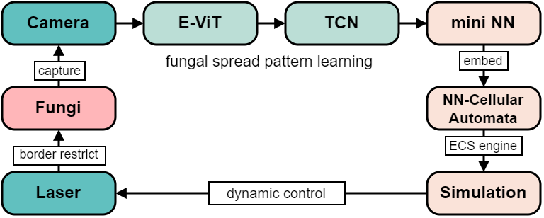 Four-stage system pipeline: fungal growth photography and image segmentation, time-series prediction, neural cellular automaton training, dynamic light containment