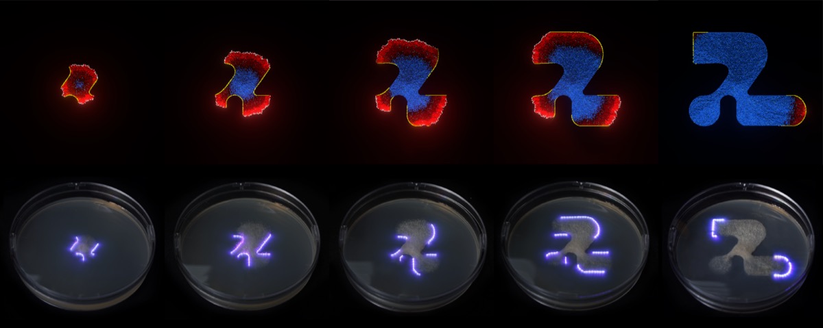 Implementation result — mycelium shaped by laser containment