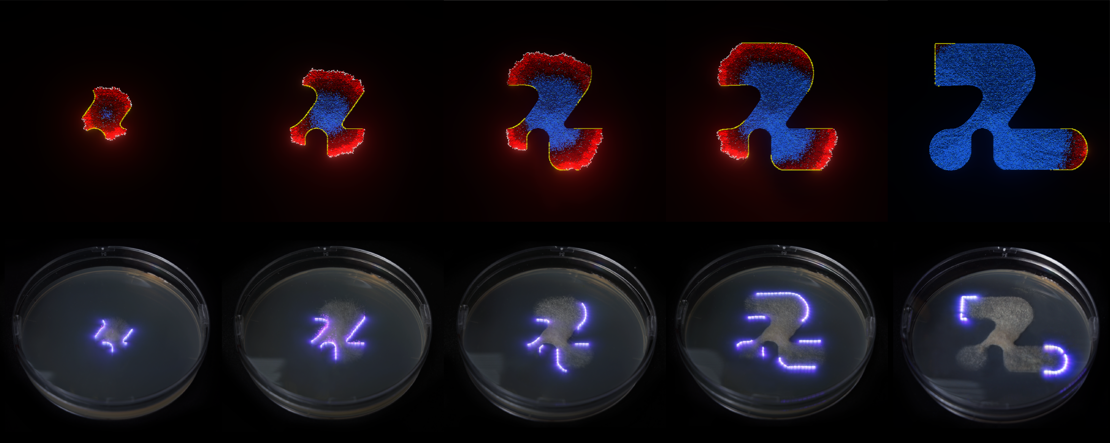 Implementation result — mycelium shaped by laser containment