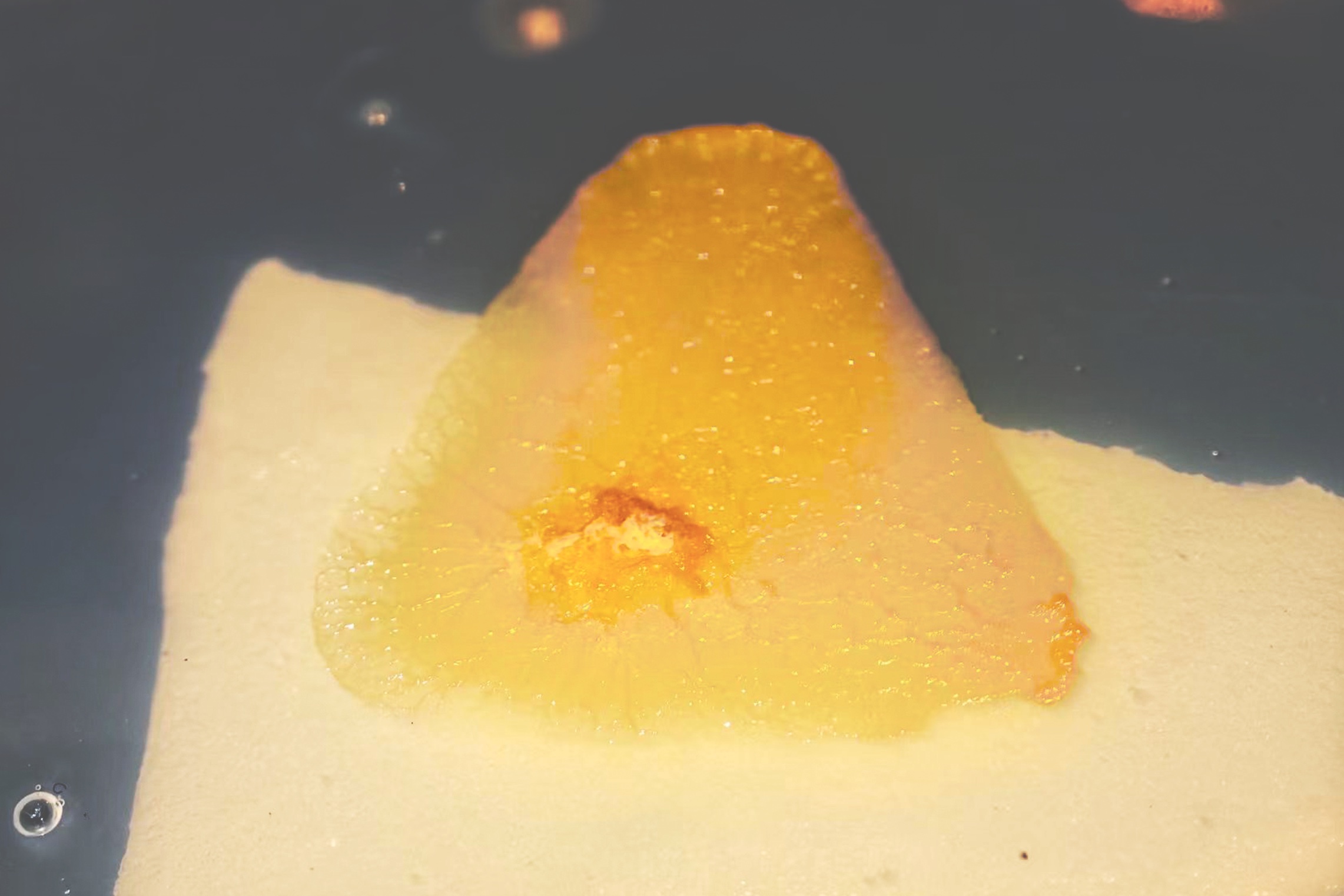 Living Physarum slime mold grown on a plate