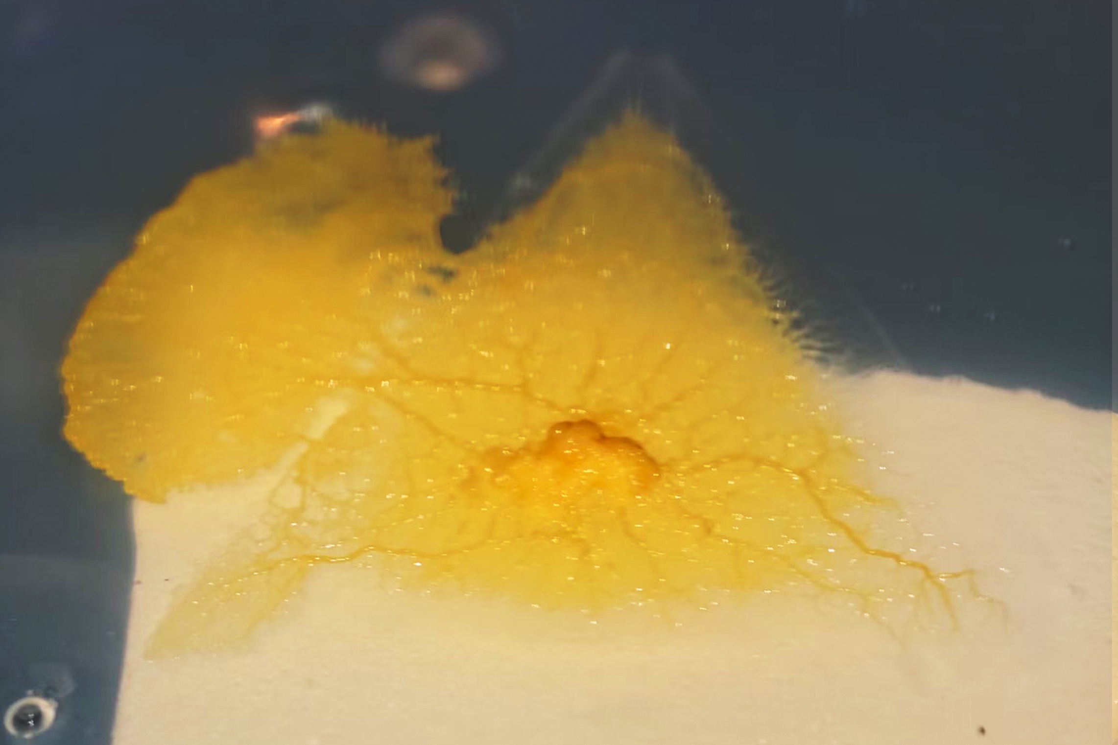 Colored slime mold — dyed Physarum growing into a pattern