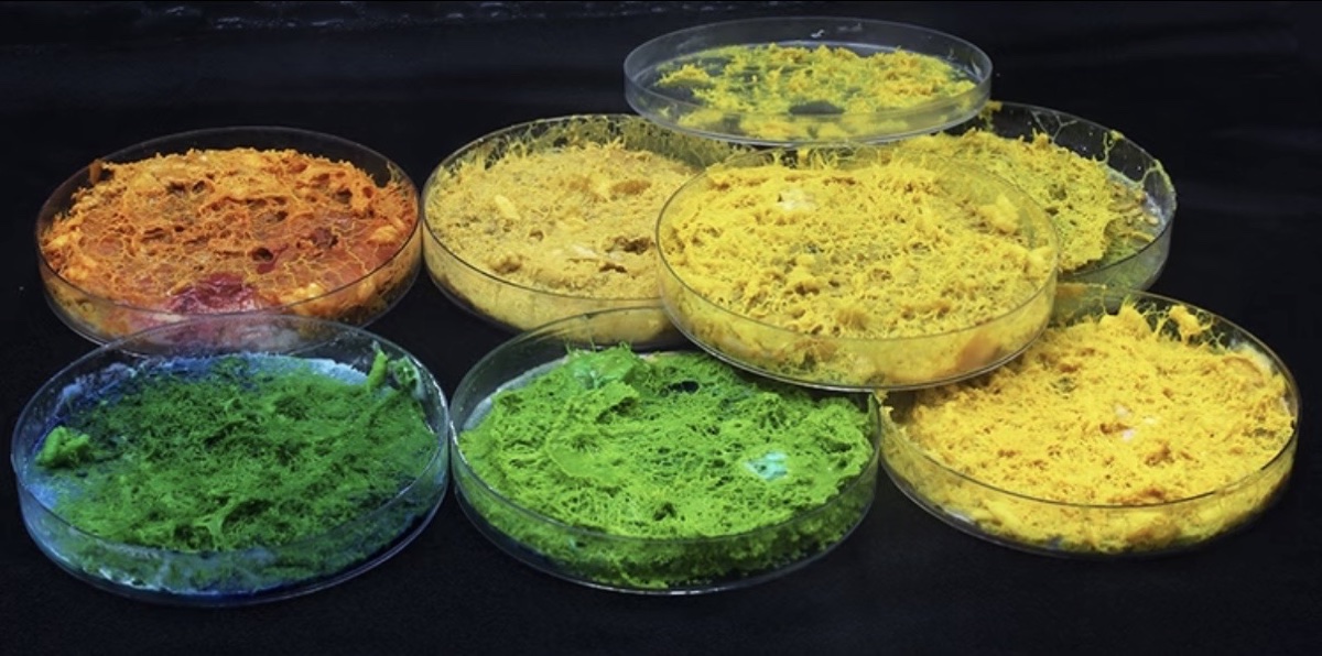 Petri dishes of vividly dyed slime mold — orange, yellow and green living cultures