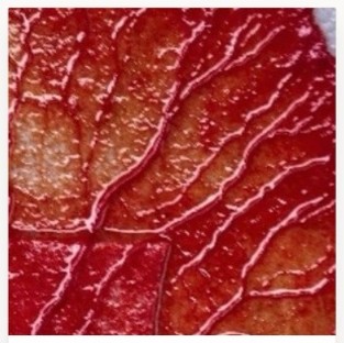 Spore Scarlet — red dyed slime mold