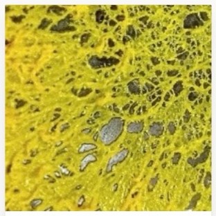 Scrambled Yolk — yellow dyed slime mold