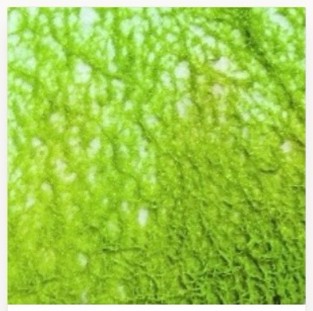 Slime Lime — green dyed slime mold