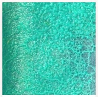 Minty Mold — teal dyed slime mold