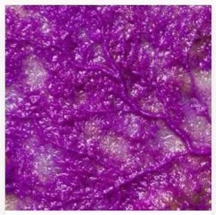 Electric Ooze — purple dyed slime mold