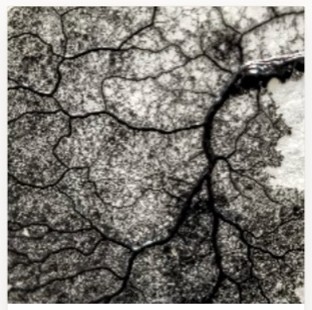 Spore Noir — dark dyed slime mold