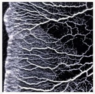 Ghost Veins — silver-white slime mold veins