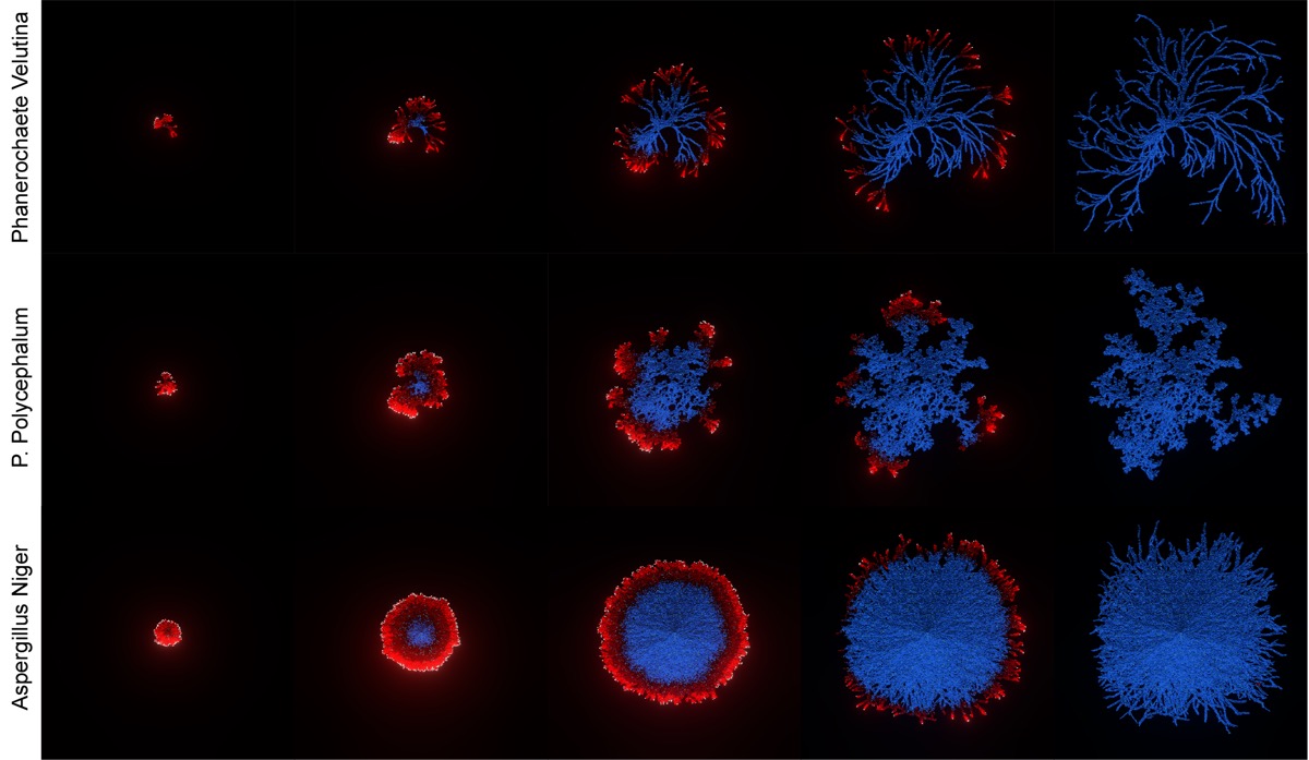 Real Mucor branching morphology used as training data for the NCA model