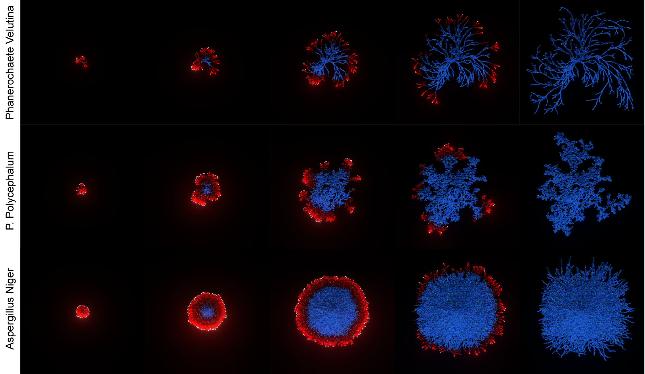 Real Mucor branching morphology used as training data for the NCA model